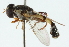  ( - CNC DIPTERA 102713)  @11 [ ] CreativeCommons - Attribution (2011) CNC/CBG Photography Group Centre for Biodiversity Genomics