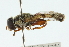  ( - CNC DIPTERA 102714)  @12 [ ] CreativeCommons - Attribution (2011) CNC/CBG Photography Group Centre for Biodiversity Genomics