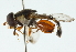  ( - CNC DIPTERA 102715)  @13 [ ] CreativeCommons - Attribution (2011) CNC/CBG Photography Group Centre for Biodiversity Genomics
