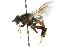  ( - CNC DIPTERA 102721)  @13 [ ] CreativeCommons - Attribution (2011) CNC/CBG Photography Group Centre for Biodiversity Genomics