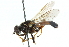  ( - CNC DIPTERA 102722)  @13 [ ] CreativeCommons - Attribution (2011) CNC/CBG Photography Group Centre for Biodiversity Genomics