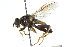  ( - CNC DIPTERA 102723)  @11 [ ] CreativeCommons - Attribution (2011) CNC/CBG Photography Group Centre for Biodiversity Genomics