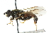  ( - CNC DIPTERA 102724)  @13 [ ] CreativeCommons - Attribution (2011) CNC/CBG Photography Group Centre for Biodiversity Genomics