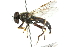  ( - CNC DIPTERA 102725)  @13 [ ] CreativeCommons - Attribution (2011) CNC/CBG Photography Group Centre for Biodiversity Genomics