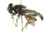  ( - CNC DIPTERA 102726)  @13 [ ] CreativeCommons - Attribution (2011) CNC/CBG Photography Group Centre for Biodiversity Genomics
