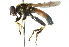  ( - CNC DIPTERA 102727)  @14 [ ] CreativeCommons - Attribution (2011) CNC/CBG Photography Group Centre for Biodiversity Genomics