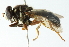  ( - CNC DIPTERA 102754)  @11 [ ] CreativeCommons - Attribution (2011) CNC/CBG Photography Group Centre for Biodiversity Genomics