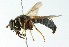  ( - CNC DIPTERA 102755)  @11 [ ] CreativeCommons - Attribution (2011) CNC/CBG Photography Group Centre for Biodiversity Genomics