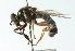  ( - CNC DIPTERA 102757)  @12 [ ] CreativeCommons - Attribution (2011) CNC/CBG Photography Group Centre for Biodiversity Genomics