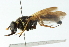  ( - CNC DIPTERA 102761)  @14 [ ] CreativeCommons - Attribution (2011) CNC/CBG Photography Group Centre for Biodiversity Genomics