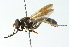  ( - CNC DIPTERA 102762)  @14 [ ] CreativeCommons - Attribution (2011) CNC/CBG Photography Group Centre for Biodiversity Genomics