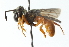  ( - CNC DIPTERA 102775)  @11 [ ] CreativeCommons - Attribution (2011) CNC/CBG Photography Group Centre for Biodiversity Genomics