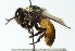  ( - CNC DIPTERA 102783)  @11 [ ] CreativeCommons - Attribution (2011) CNC/CBG Photography Group Centre for Biodiversity Genomics