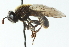 ( - CNC DIPTERA 102786)  @11 [ ] CreativeCommons - Attribution (2011) CNC/CBG Photography Group Centre for Biodiversity Genomics