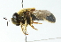  ( - CNC DIPTERA 102792)  @13 [ ] CreativeCommons - Attribution (2011) CNC/CBG Photography Group Centre for Biodiversity Genomics
