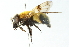  ( - CNC DIPTERA 102817)  @11 [ ] CreativeCommons - Attribution (2011) CNC/CBG Photography Group Centre for Biodiversity Genomics