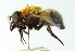  ( - CNC DIPTERA 102821)  @11 [ ] CreativeCommons - Attribution (2011) CNC/CBG Photography Group Centre for Biodiversity Genomics