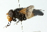  ( - CNC DIPTERA 102824)  @11 [ ] CreativeCommons - Attribution (2011) CNC/CBG Photography Group Centre for Biodiversity Genomics