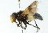  ( - CNC DIPTERA 102826)  @11 [ ] CreativeCommons - Attribution (2011) CNC/CBG Photography Group Centre for Biodiversity Genomics