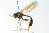  ( - CNC DIPTERA 102830)  @11 [ ] CreativeCommons - Attribution (2011) CNC/CBG Photography Group Centre for Biodiversity Genomics