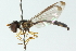  ( - CNC DIPTERA 102839)  @11 [ ] CreativeCommons - Attribution (2011) CNC/CBG Photography Group Centre for Biodiversity Genomics