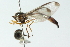  ( - CNC DIPTERA 102841)  @11 [ ] CreativeCommons - Attribution (2011) CNC/CBG Photography Group Centre for Biodiversity Genomics