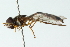  ( - CNC DIPTERA 102842)  @11 [ ] CreativeCommons - Attribution (2011) CNC/CBG Photography Group Centre for Biodiversity Genomics