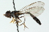  (Allobaccha chalybea - CNC DIPTERA 102845)  @13 [ ] CreativeCommons - Attribution (2011) CNC/CBG Photography Group Centre for Biodiversity Genomics
