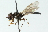  ( - CNC DIPTERA 102846)  @11 [ ] CreativeCommons - Attribution (2011) CNC/CBG Photography Group Centre for Biodiversity Genomics