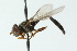  ( - CNC DIPTERA 102847)  @11 [ ] CreativeCommons - Attribution (2011) CNC/CBG Photography Group Centre for Biodiversity Genomics