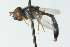  (Allobaccha eclara - CNC DIPTERA 102849)  @13 [ ] CreativeCommons - Attribution (2011) CNC/CBG Photography Group Centre for Biodiversity Genomics