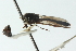  (Allobaccha liberia - CNC DIPTERA 102851)  @11 [ ] CreativeCommons - Attribution (2011) CNC/CBG Photography Group Centre for Biodiversity Genomics