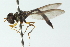  (Allobaccha marginata - CNC DIPTERA 102852)  @13 [ ] CreativeCommons - Attribution (2011) CNC/CBG Photography Group Centre for Biodiversity Genomics