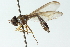  ( - CNC DIPTERA 102853)  @12 [ ] CreativeCommons - Attribution (2011) CNC/CBG Photography Group Centre for Biodiversity Genomics