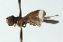  ( - CNC DIPTERA 102854)  @12 [ ] CreativeCommons - Attribution (2011) CNC/CBG Photography Group Centre for Biodiversity Genomics