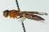  (Allobaccha picta - CNC DIPTERA 102855)  @13 [ ] CreativeCommons - Attribution (2011) CNC/CBG Photography Group Centre for Biodiversity Genomics