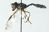  (Allobaccha sapphirina - CNC DIPTERA 102856)  @11 [ ] CreativeCommons - Attribution (2011) CNC/CBG Photography Group Centre for Biodiversity Genomics