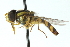  (Allograpta australensis - CNC DIPTERA 102859)  @14 [ ] CreativeCommons - Attribution (2011) CNC/CBG Photography Group Centre for Biodiversity Genomics