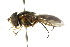  ( - CNC DIPTERA 102860)  @11 [ ] CreativeCommons - Attribution (2011) CNC/CBG Photography Group Centre for Biodiversity Genomics