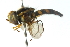  (Allograpta maculipleura - CNC DIPTERA 102861)  @13 [ ] CreativeCommons - Attribution (2011) CNC/CBG Photography Group Centre for Biodiversity Genomics