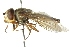  ( - CNC DIPTERA 102862)  @11 [ ] CreativeCommons - Attribution (2011) CNC/CBG Photography Group Centre for Biodiversity Genomics