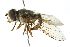  (Allograpta decemmaculata - CNC DIPTERA 102864)  @11 [ ] CreativeCommons - Attribution (2011) CNC/CBG Photography Group Centre for Biodiversity Genomics