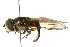  ( - CNC DIPTERA 102865)  @11 [ ] CreativeCommons - Attribution (2011) CNC/CBG Photography Group Centre for Biodiversity Genomics