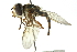  ( - CNC DIPTERA 102866)  @11 [ ] CreativeCommons - Attribution (2011) CNC/CBG Photography Group Centre for Biodiversity Genomics