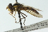  (Allograpta calopoides - CNC DIPTERA 102871)  @13 [ ] CreativeCommons - Attribution (2011) CNC/CBG Photography Group Centre for Biodiversity Genomics