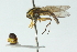  ( - CNC DIPTERA 102872)  @12 [ ] CreativeCommons - Attribution (2011) CNC/CBG Photography Group Centre for Biodiversity Genomics