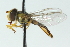  ( - CNC DIPTERA 102873)  @11 [ ] CreativeCommons - Attribution (2011) CNC/CBG Photography Group Centre for Biodiversity Genomics