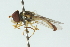  ( - CNC DIPTERA 102875)  @11 [ ] CreativeCommons - Attribution (2011) CNC/CBG Photography Group Centre for Biodiversity Genomics