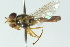  ( - CNC DIPTERA 102876)  @12 [ ] CreativeCommons - Attribution (2011) CNC/CBG Photography Group Centre for Biodiversity Genomics