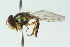  ( - CNC DIPTERA 102877)  @11 [ ] CreativeCommons - Attribution (2011) CNC/CBG Photography Group Centre for Biodiversity Genomics